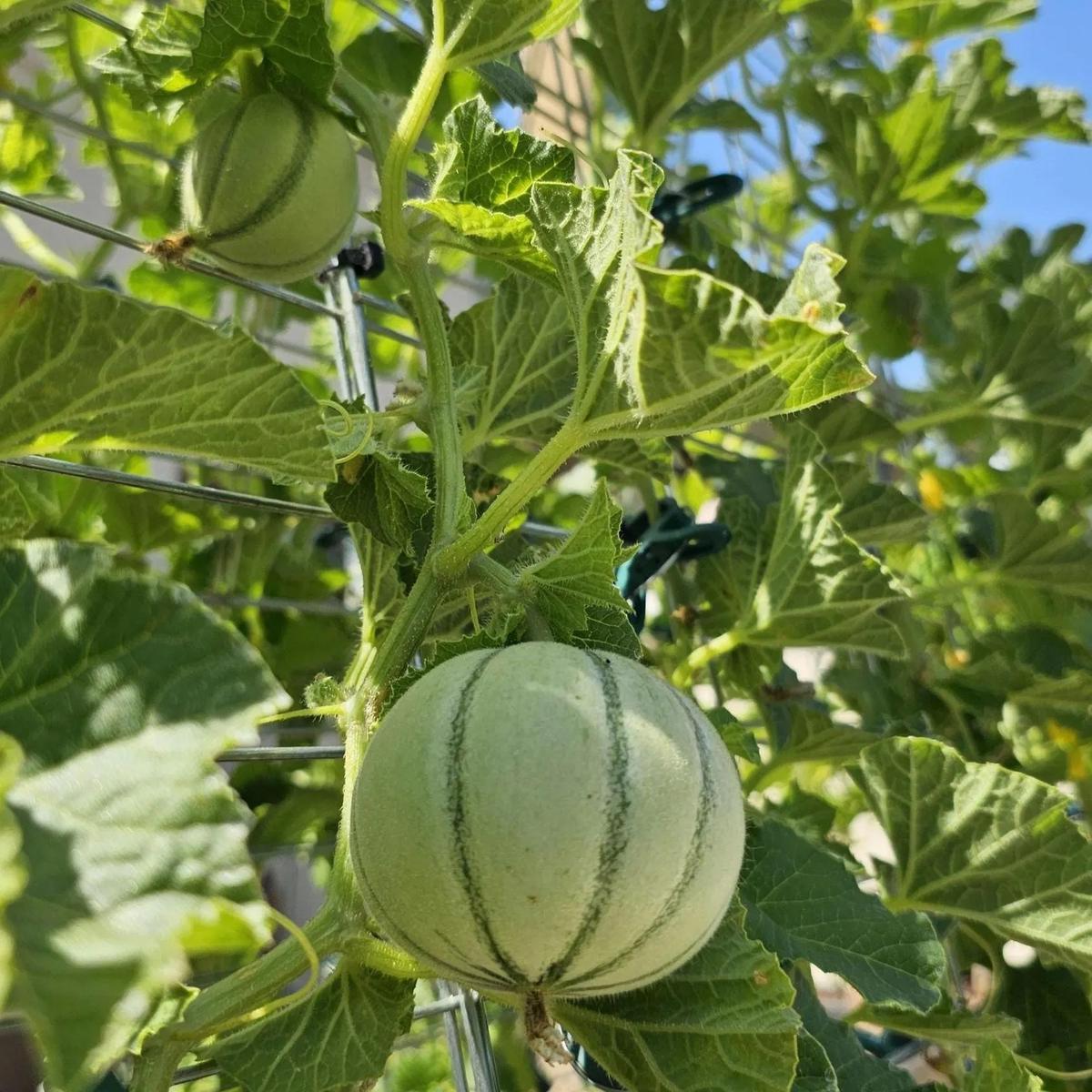 Dicotyledons Melon Seeds for Planting - Growing Unique Melon Varieties,Heirloom & Non-GMO Seeds