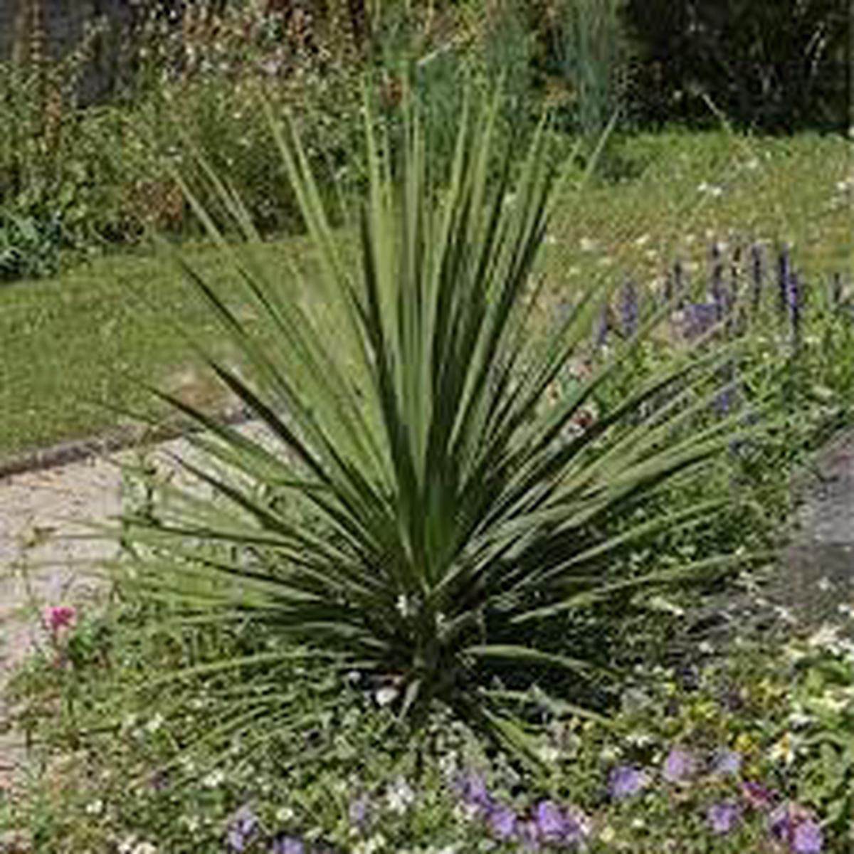 Dracaena Spike Plant Seeds for Planting  Heirloom, Non-GMO, Upright Organic Garden Accents