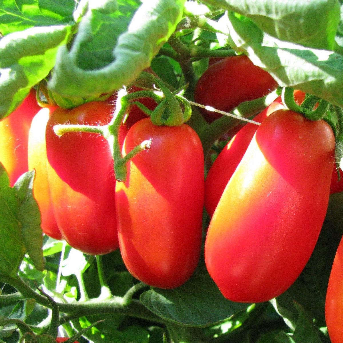 Garden San Marzano Tomato Seeds for Planting  Heirloom, Non-GMO, Easy to Grow, Heirloom Variety
