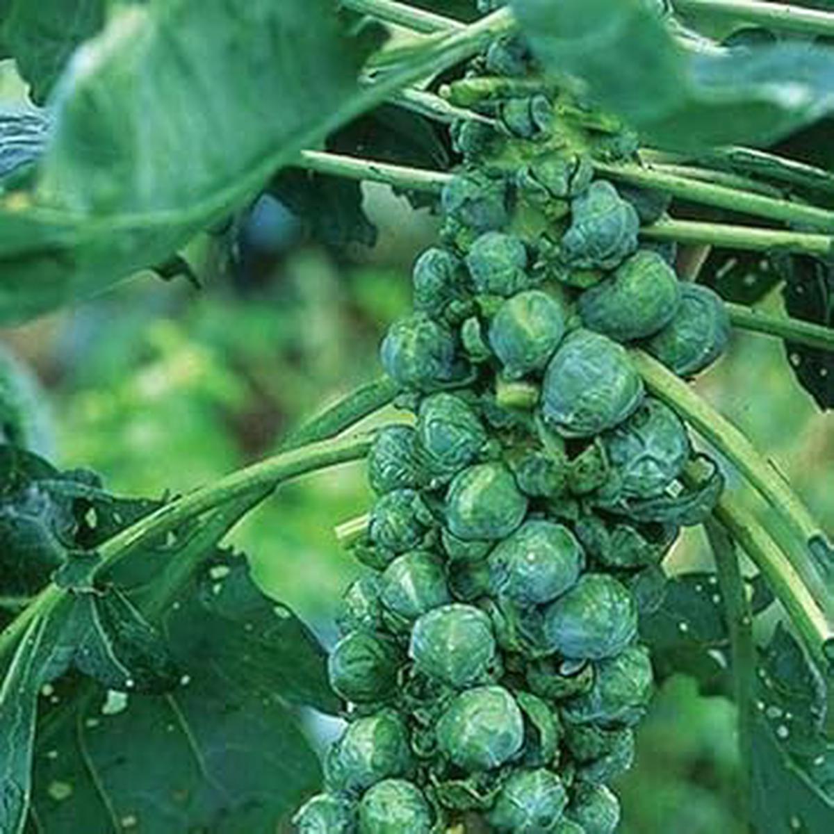 Heirloom Non-GMO Catskill Brussels Sprout Vegetable Seeds for Nutritious, Abundant Garden Planting High Germination