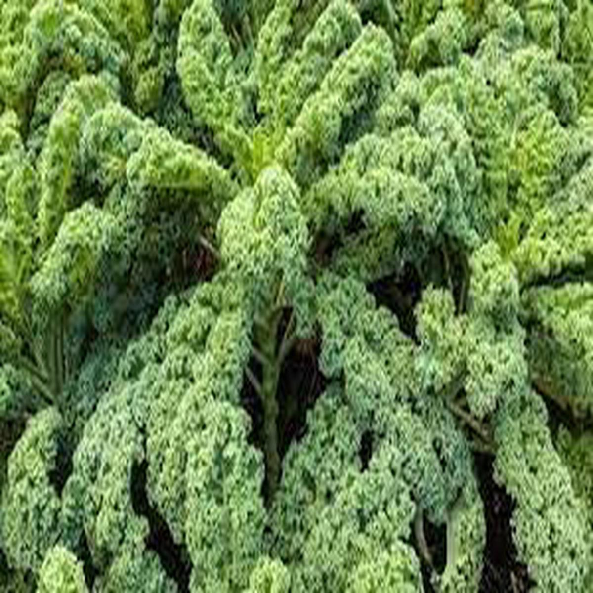 Heirloom Non-GMO Kale Seeds for Planting  High Germination Organic Nutritious Vegetable Garden Seeds