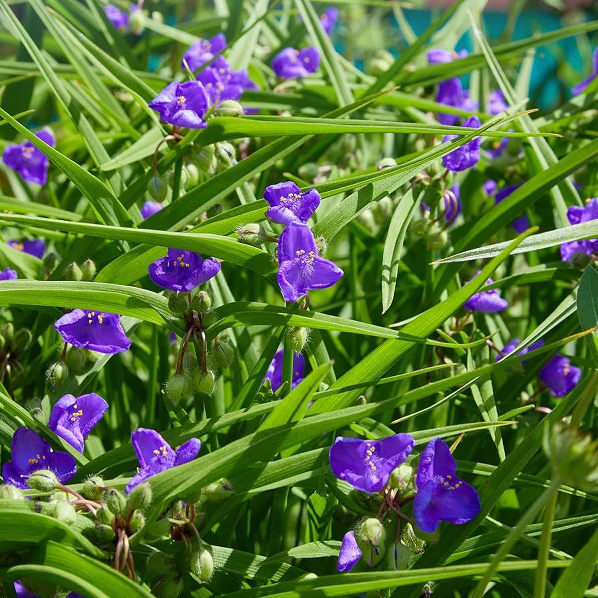 Ohio Spiderwort Seeds for Planting Tradescantia ohiensis for flower beds and meadow gardens