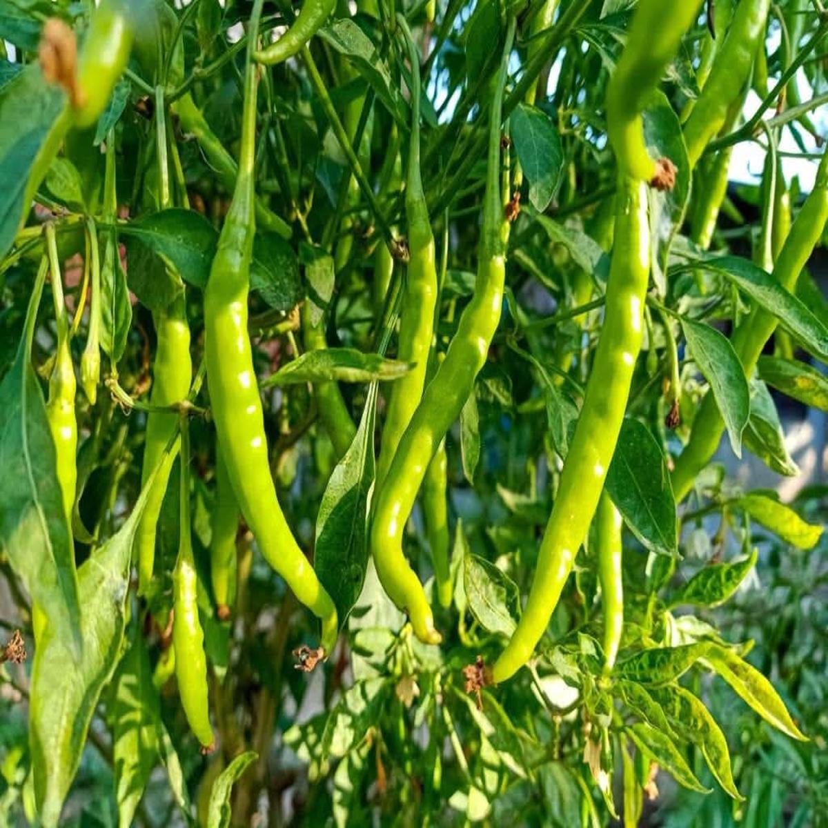 Pepper Capsicum annuum Vegetable Seeds for Planting Green Big Long Horn in Kitchen Garden