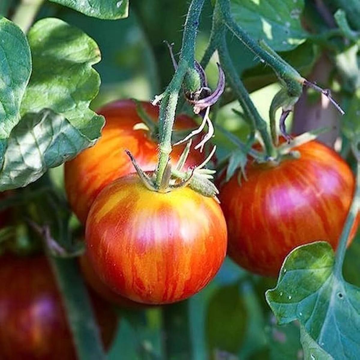 Tigerella Tomato Vegetable Seeds for Planting  Heirloom Non-GMO Organic Garden Seeds  Striped Tangy Fruits, High Germination