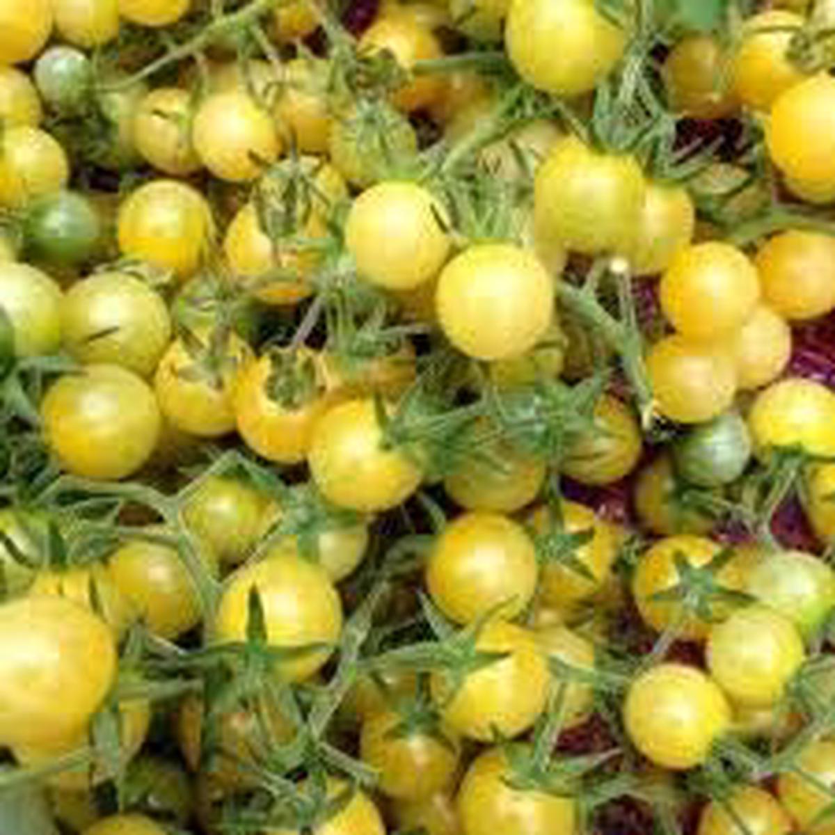 Tomato Seeds for Planting Light Yellow | Heirloom Non-GMO Organic Garden Seeds | High Germination Seeds