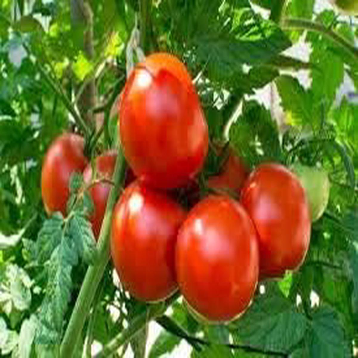 Tomato Vegetable Seeds for Planting Deep Red Hybrid Variety Heirloom, Non-GMO, High Germination Organic Seeds