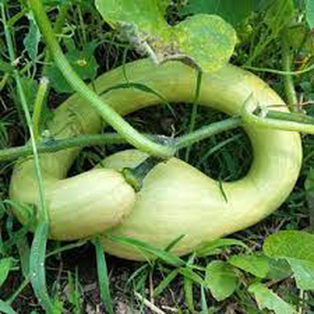 Tromboncino Vegetable Seeds for Planting Heirloom, Non-GMO, High Germination Organic Garden Seeds