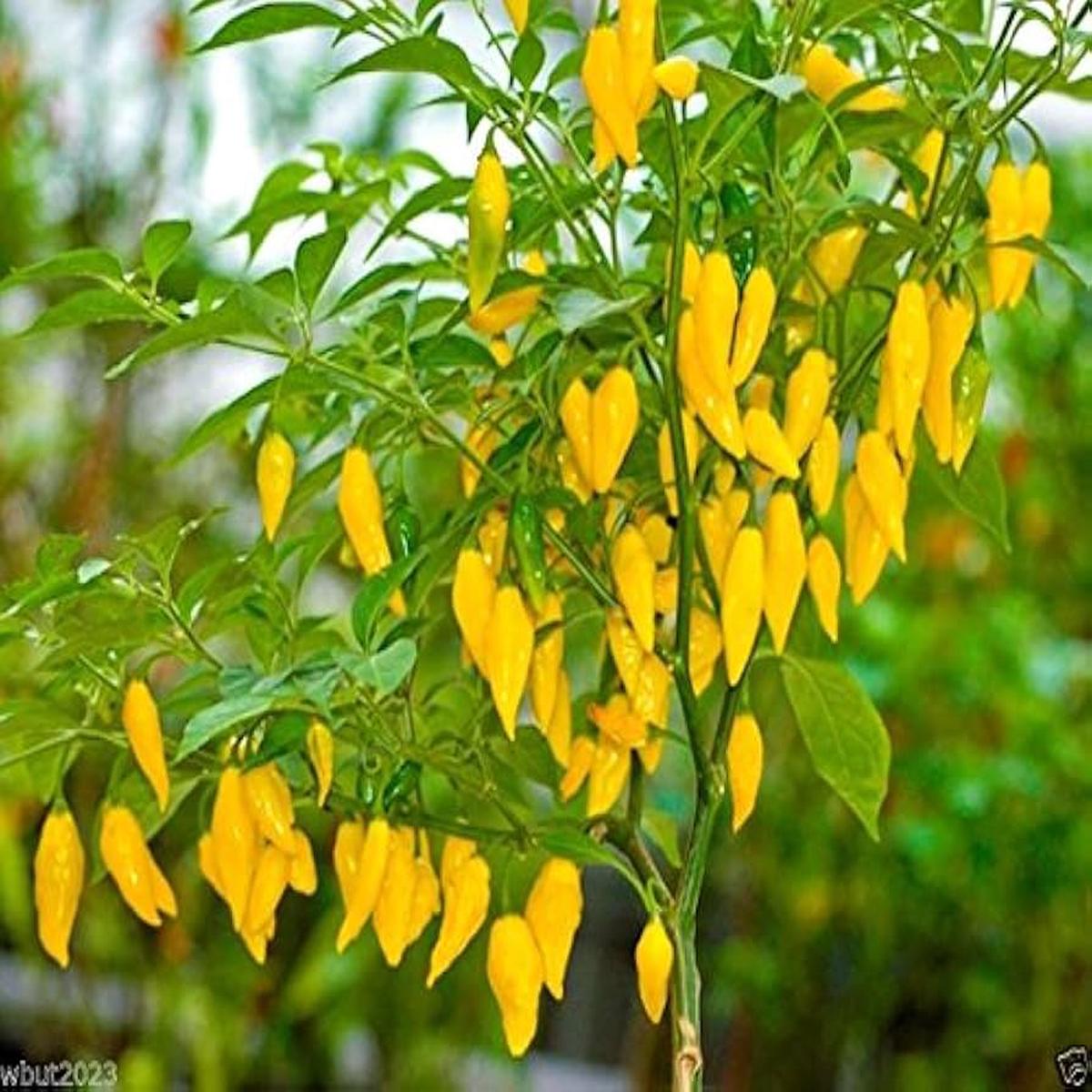 Aji Lemon Drop Pepper Seeds  Heirloom Non-GMO Organic Citrusy Hot Chili Seeds for Planting