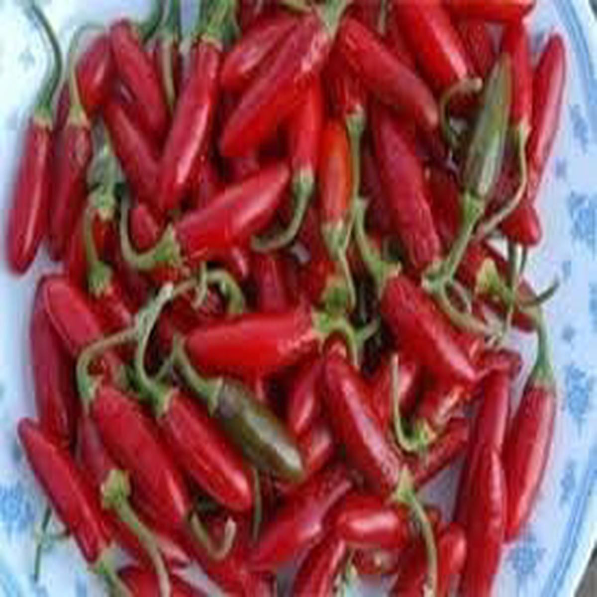 Apache Chili Pepper Seeds for Planting  Heirloom, Non-GMO, High Germination Organic Garden Seeds for Compact, Fiery-Yield Plants