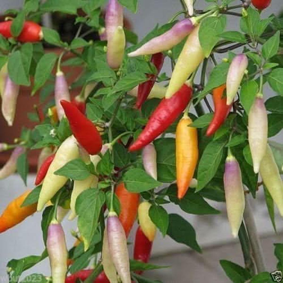 Aji Magyar Pepper Vegetable Seeds Capsicum baccatum for Spicy Garden Planting
