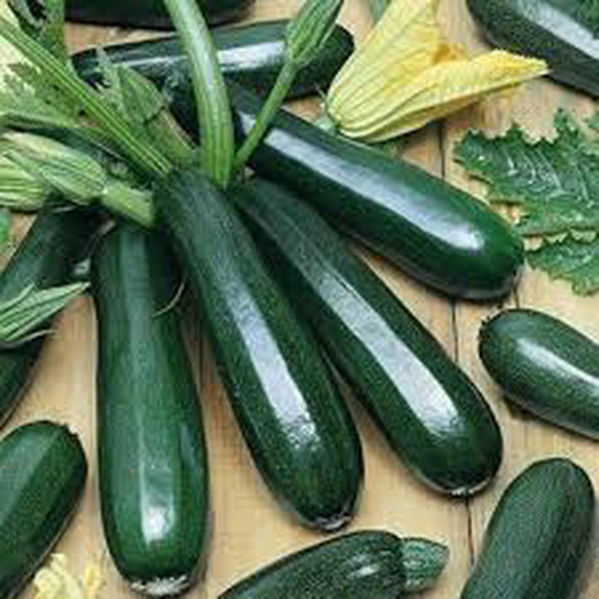 Zucchino Vegetable Seeds for Planting  Heirloom Non-GMO, High Germination Organic Garden Seeds