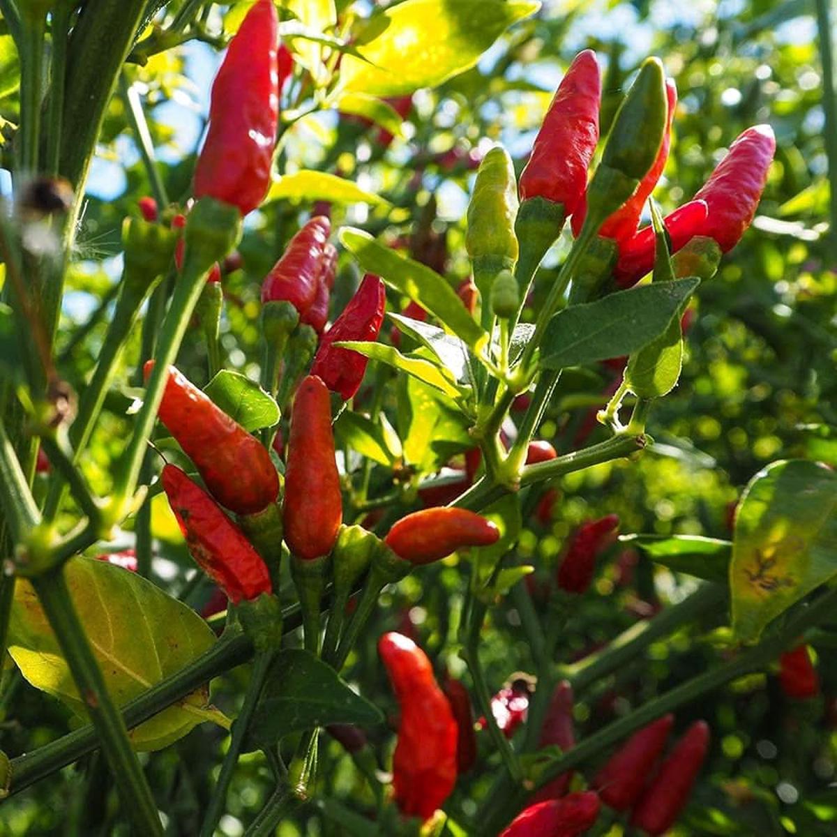 African Bird's Eye Pepper Capsicum Frutescens Vegetable Seeds for Planting in Kitchen Garden and Containers