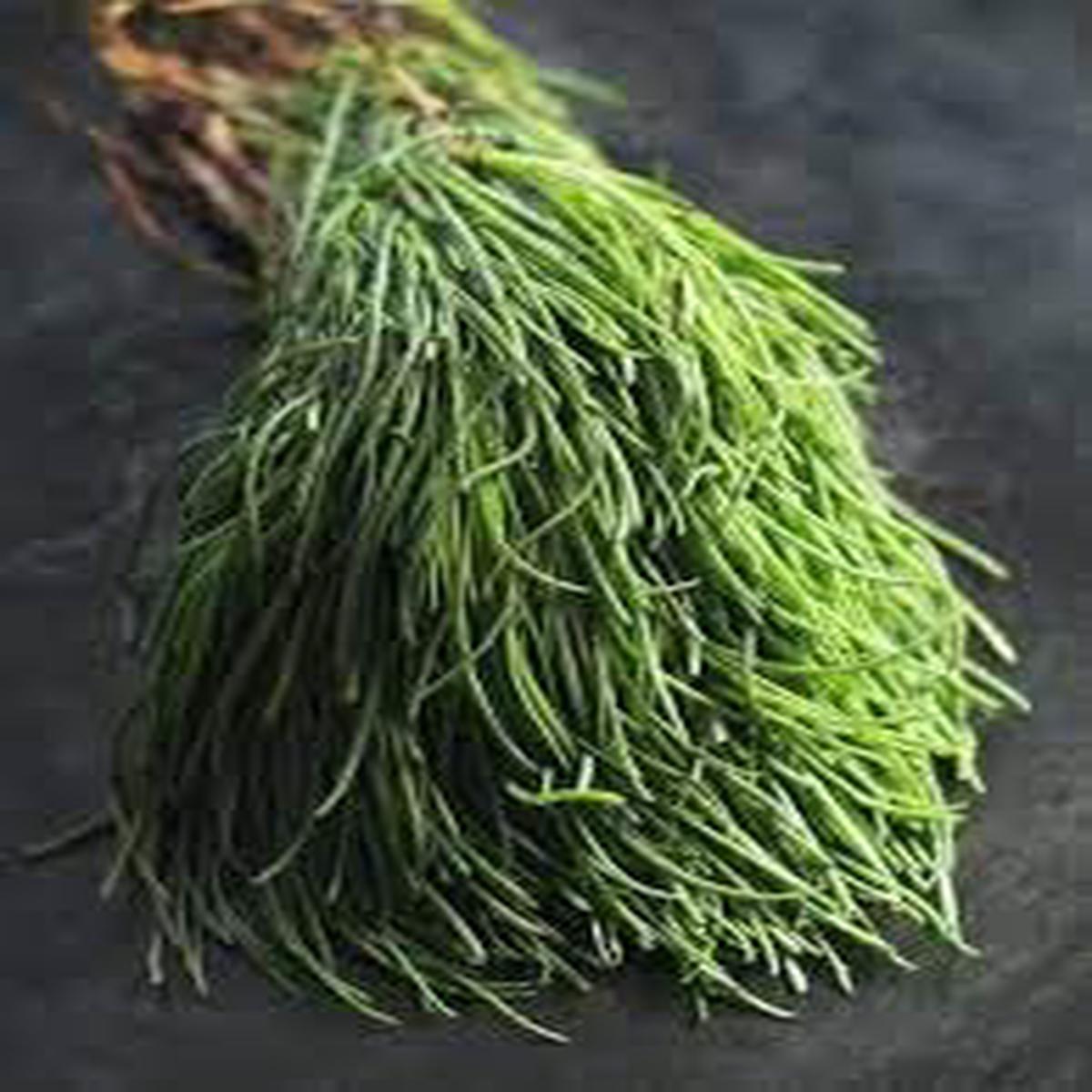 Agretti Plant Seeds for Planting  Heirloom & Non-GMO, High Germination Organic Seeds for Gourmet Green Gardens