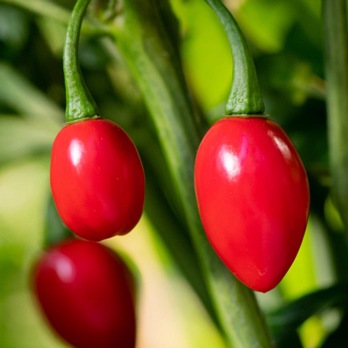 Aji Cochabamba Chili Vegetable Seeds for Planting