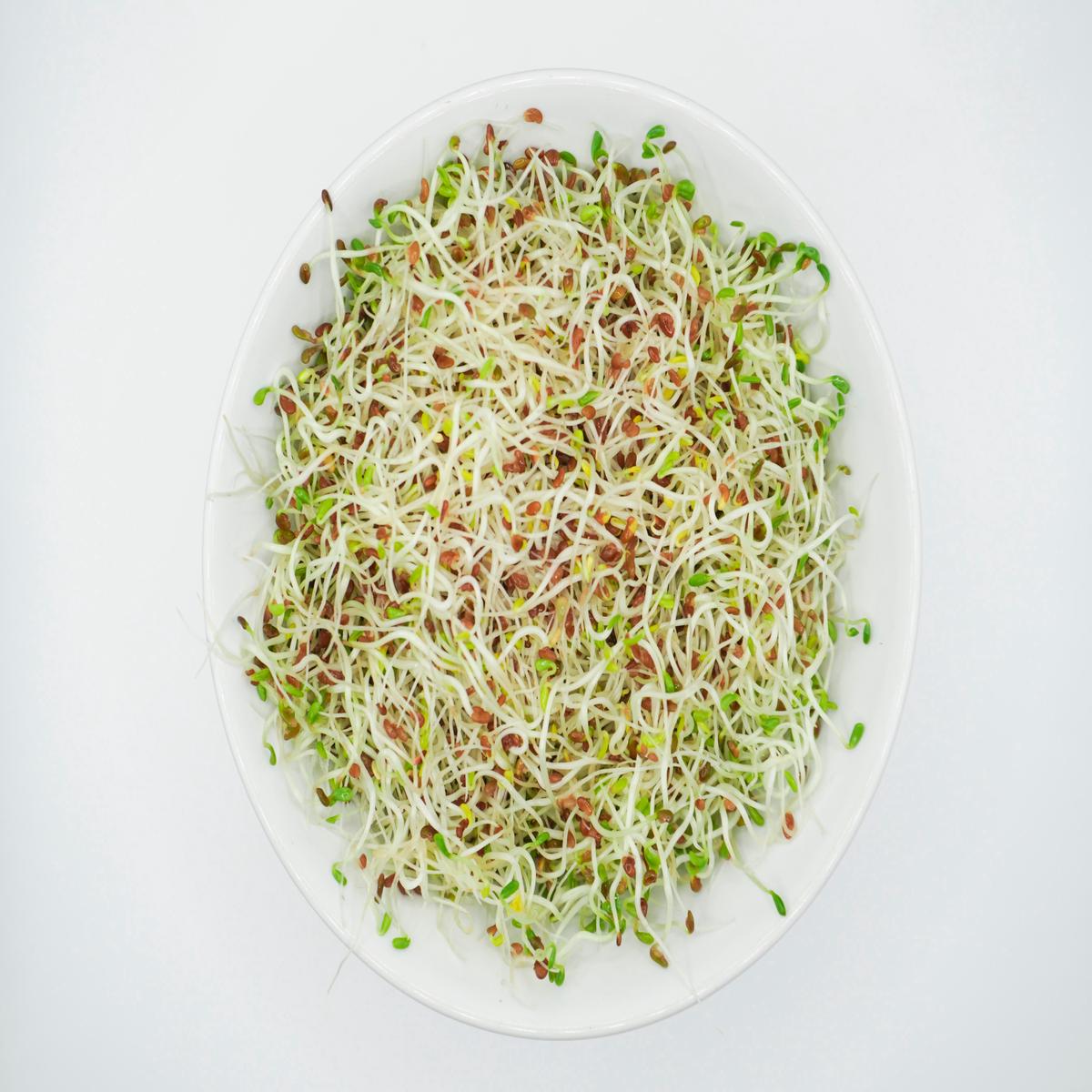 Alfalfa Sprouting Seeds Organic