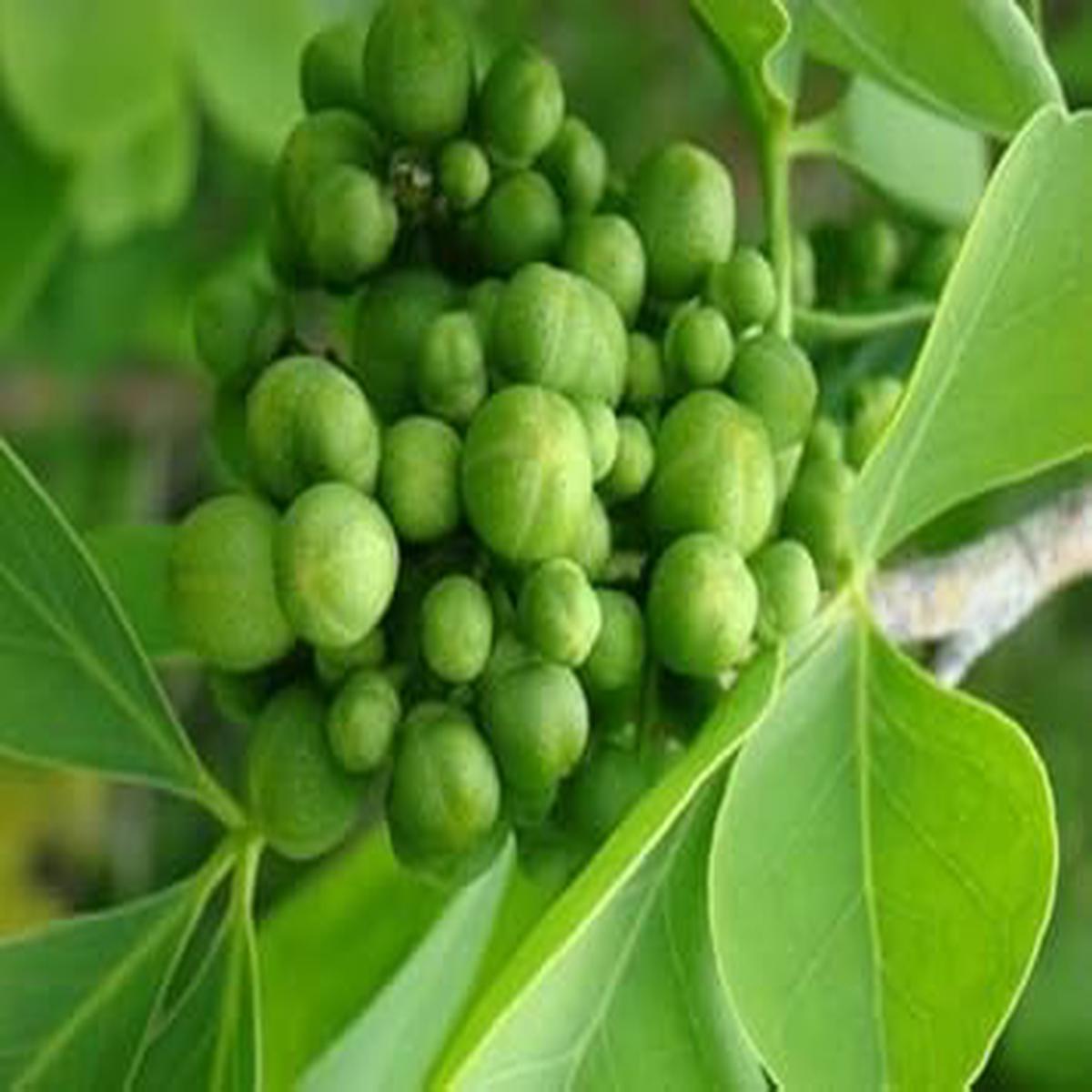 Aegle Marmelos Seeds Heirloom NonGMO Medicinal Fruit Tree Garden Seeds for Planting