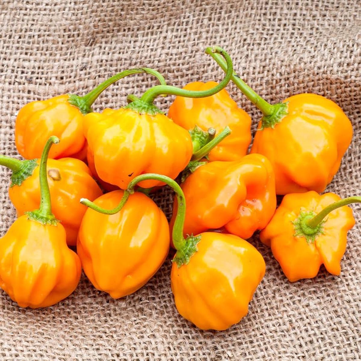 Aji Dulce Amarillo Pepper Seeds for Planting Capsicum chinense for vegetable patch and home greenhouse