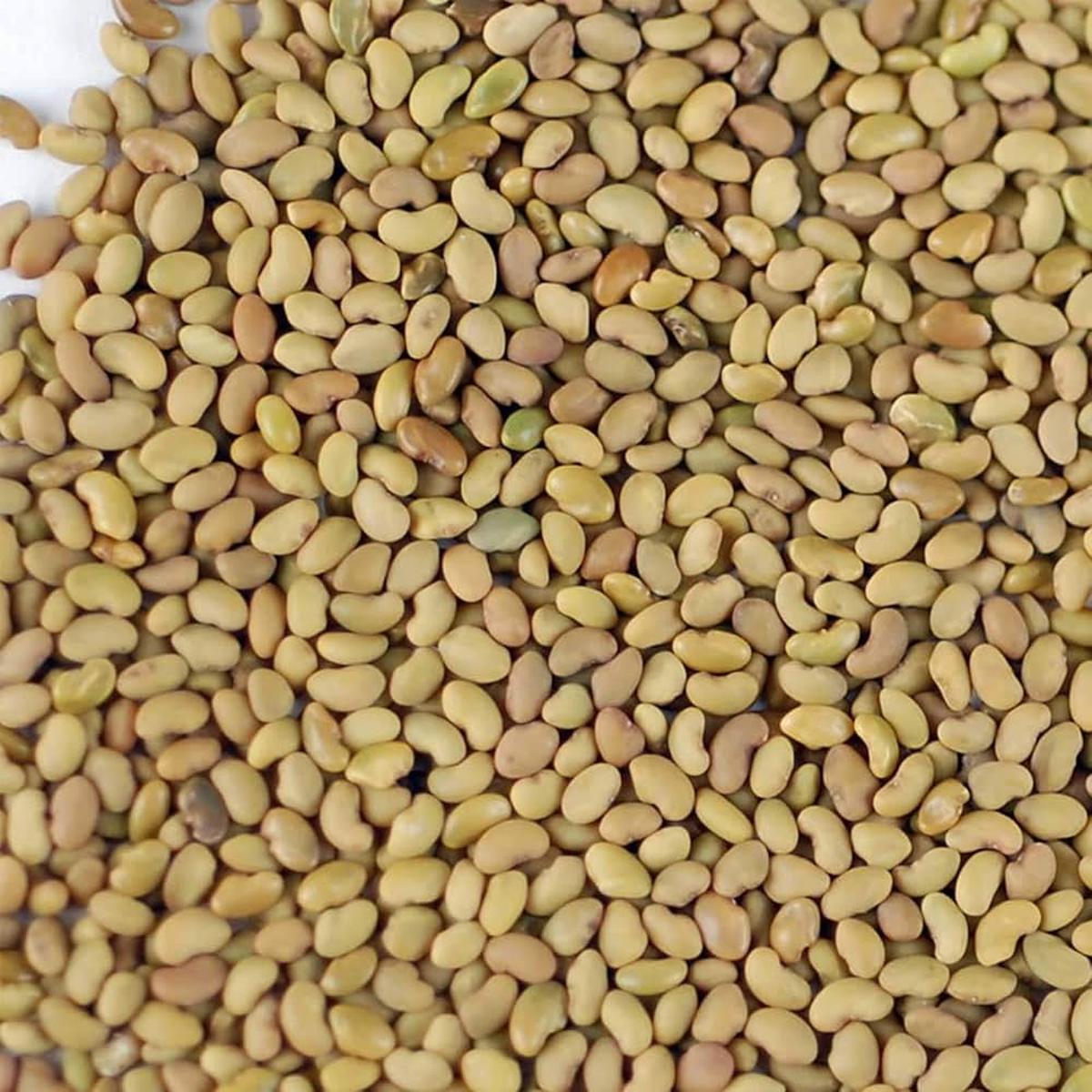 Alfalfa Sprouting Seeds Heirloom Non-GMO High Germination Organic Garden Seeds