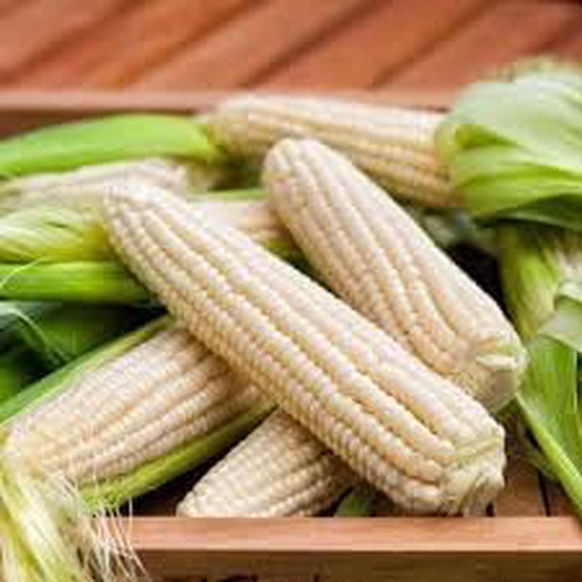 Zucchini Vegetable Seeds for Planting Heirloom, Non-GMO, Organic Garden Vegetable Seeds