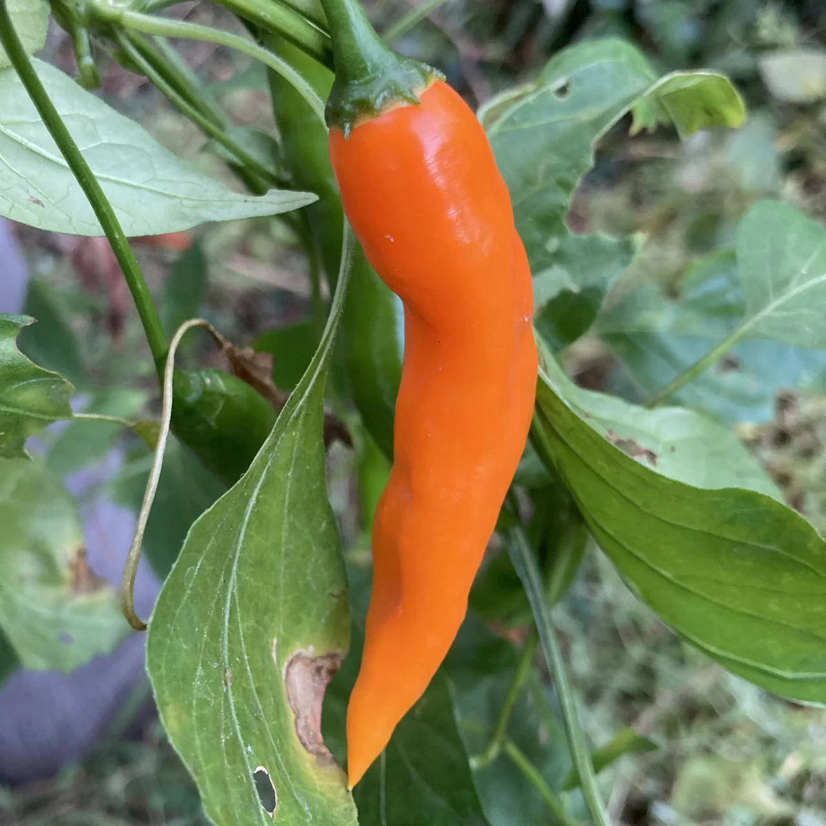 Amarillo Hot Pepper Vegetable Seeds for Planting
