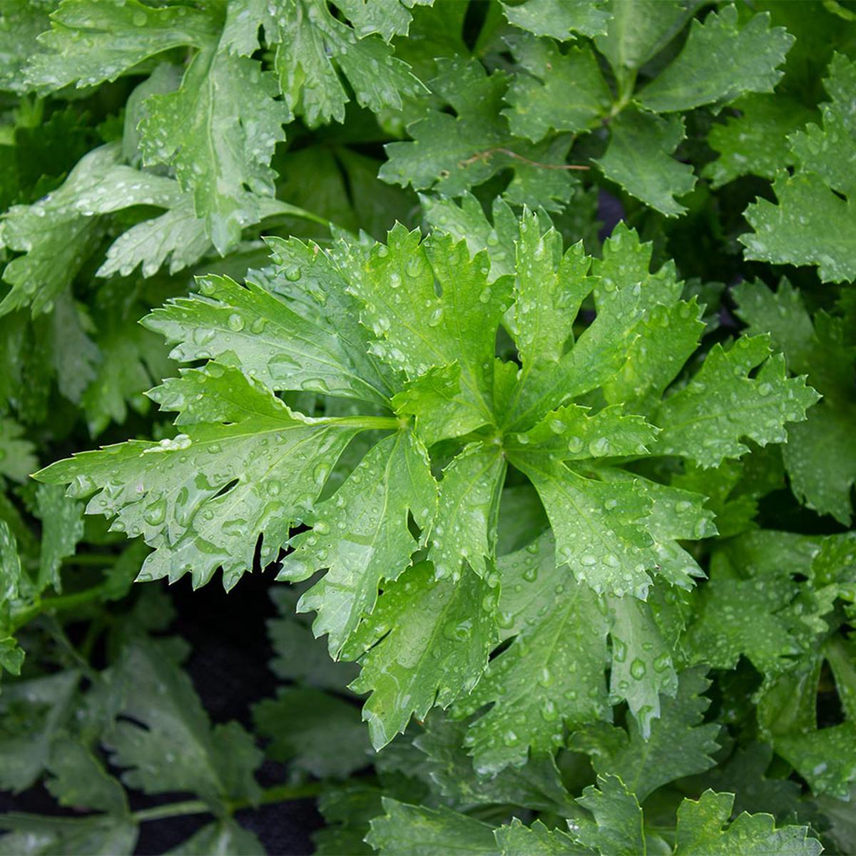 Amsterdam Cutting Leaf