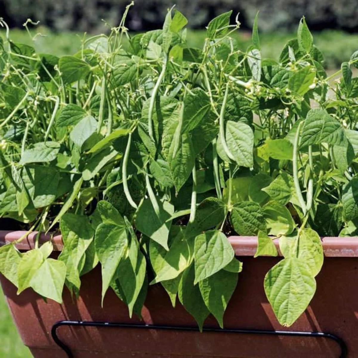 Adzuki Bean Seeds for Planting vegetable patch garden