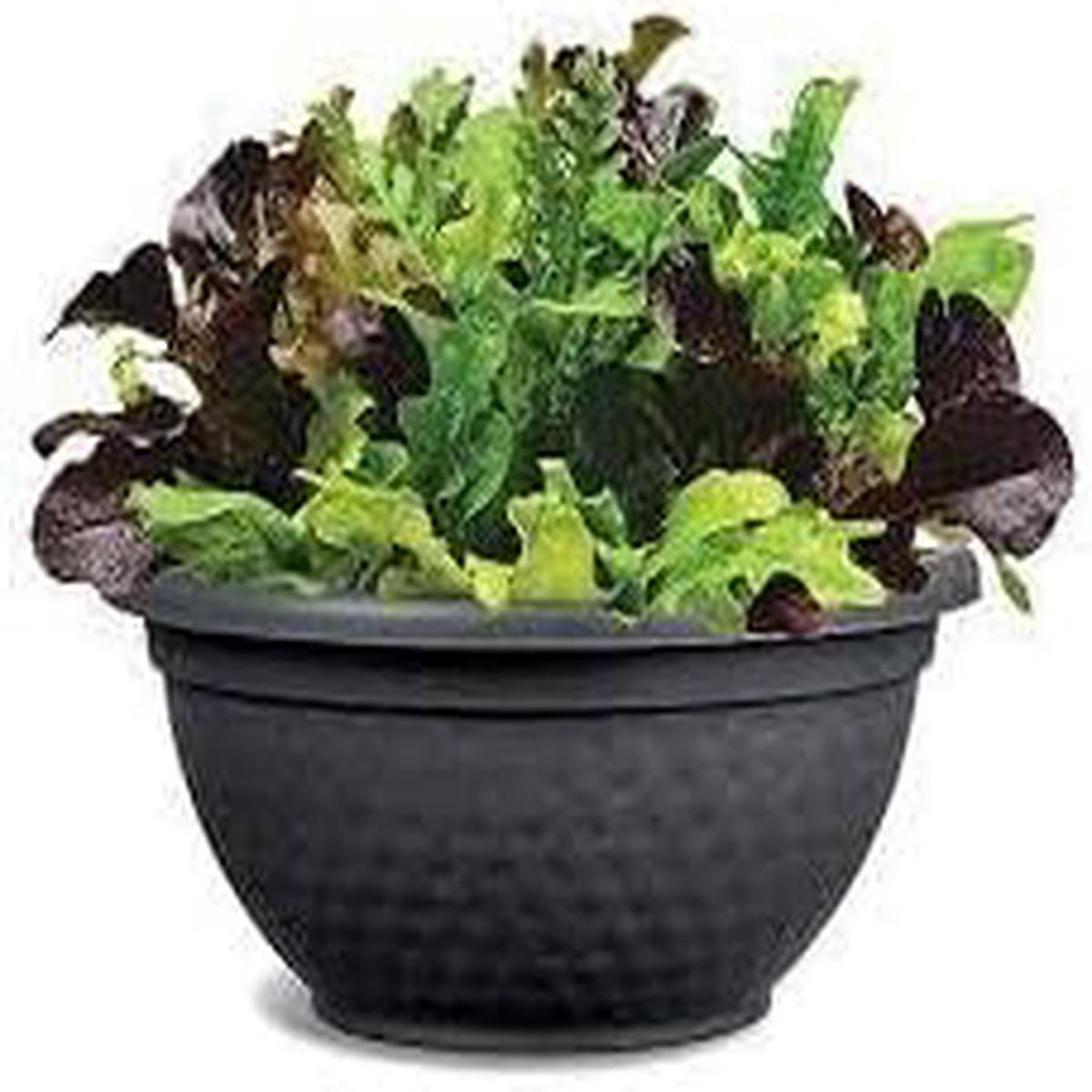 Alfresco Vegetable Seeds for Planting  Heirloom & Non-GMO, High Germination Organic Seeds for Fresh Seasonal Garden Produce