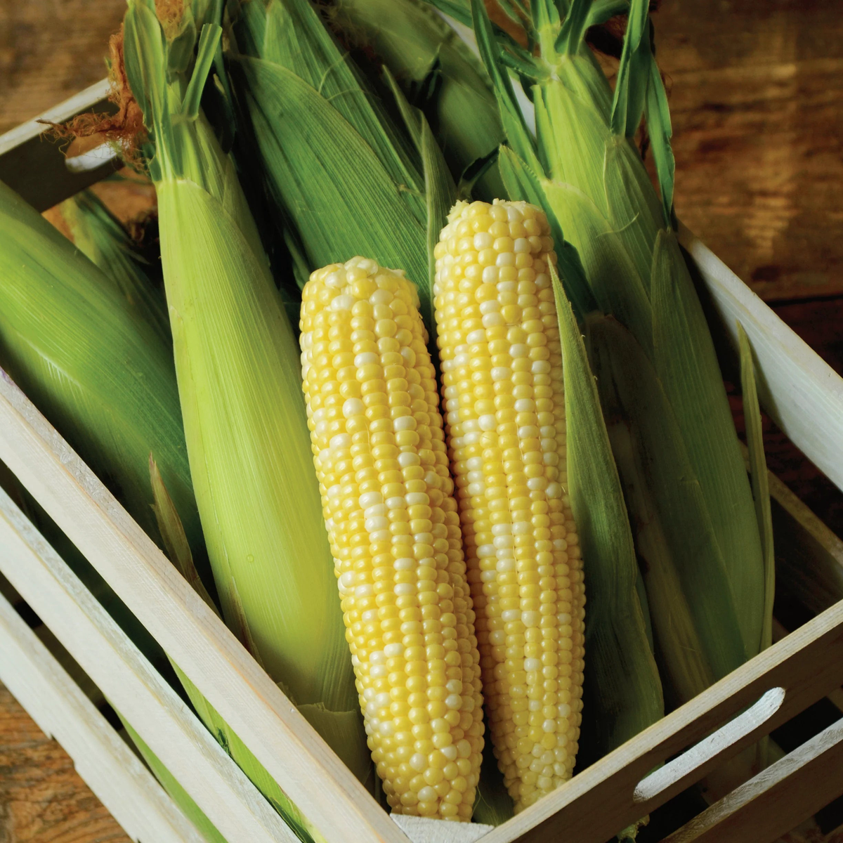 Allure Bicolor Sweet Corn Seeds Heirloom Non-GMO High Germination Organic Garden Seeds