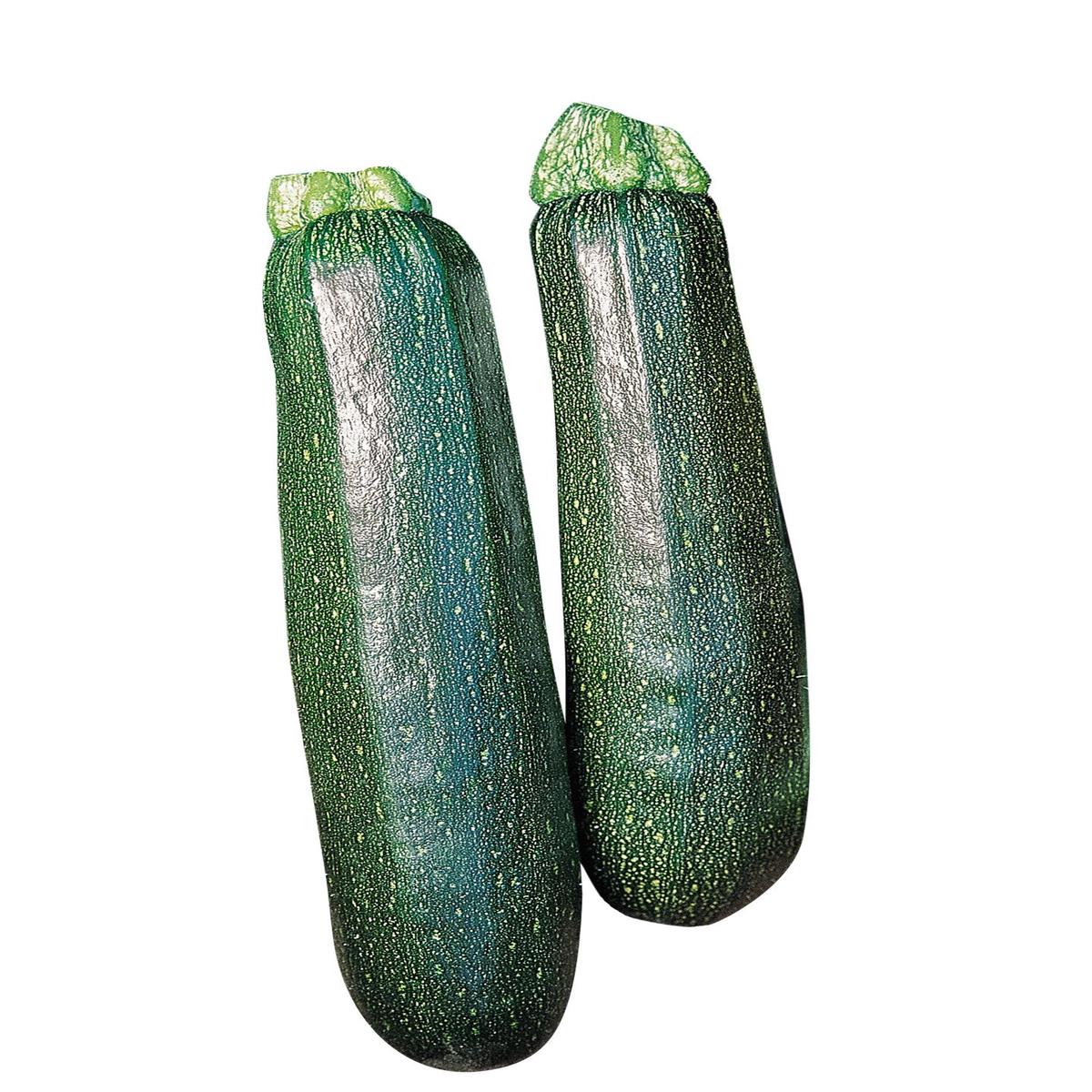 Zucchini Sure Thing Seeds for Planting  Heirloom, Non-GMO, High Yield, Early Summer Squash Variety