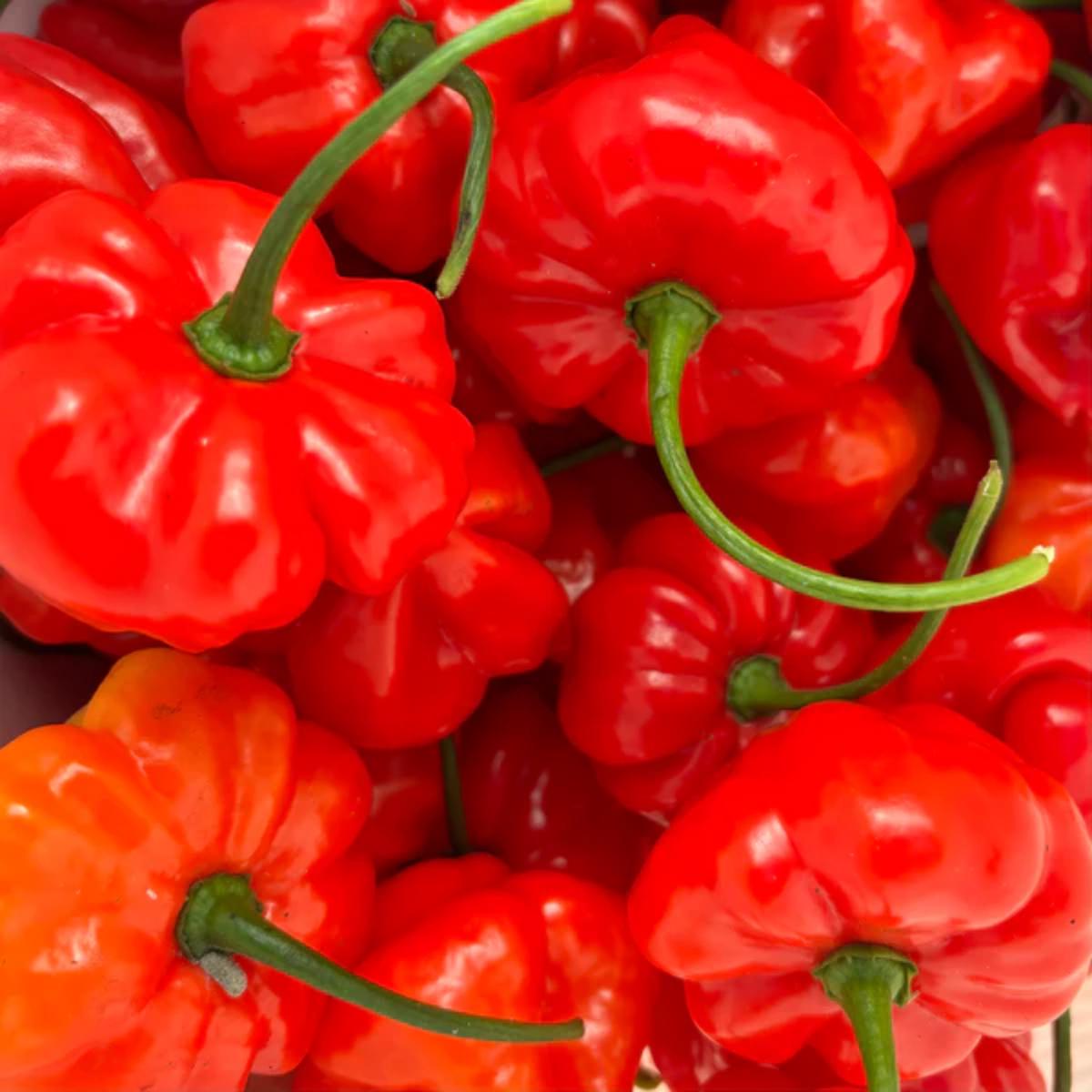 Aji Dulce Red Pepper Vegetable Seeds for Planting heirloom & Non-GMO Seeds