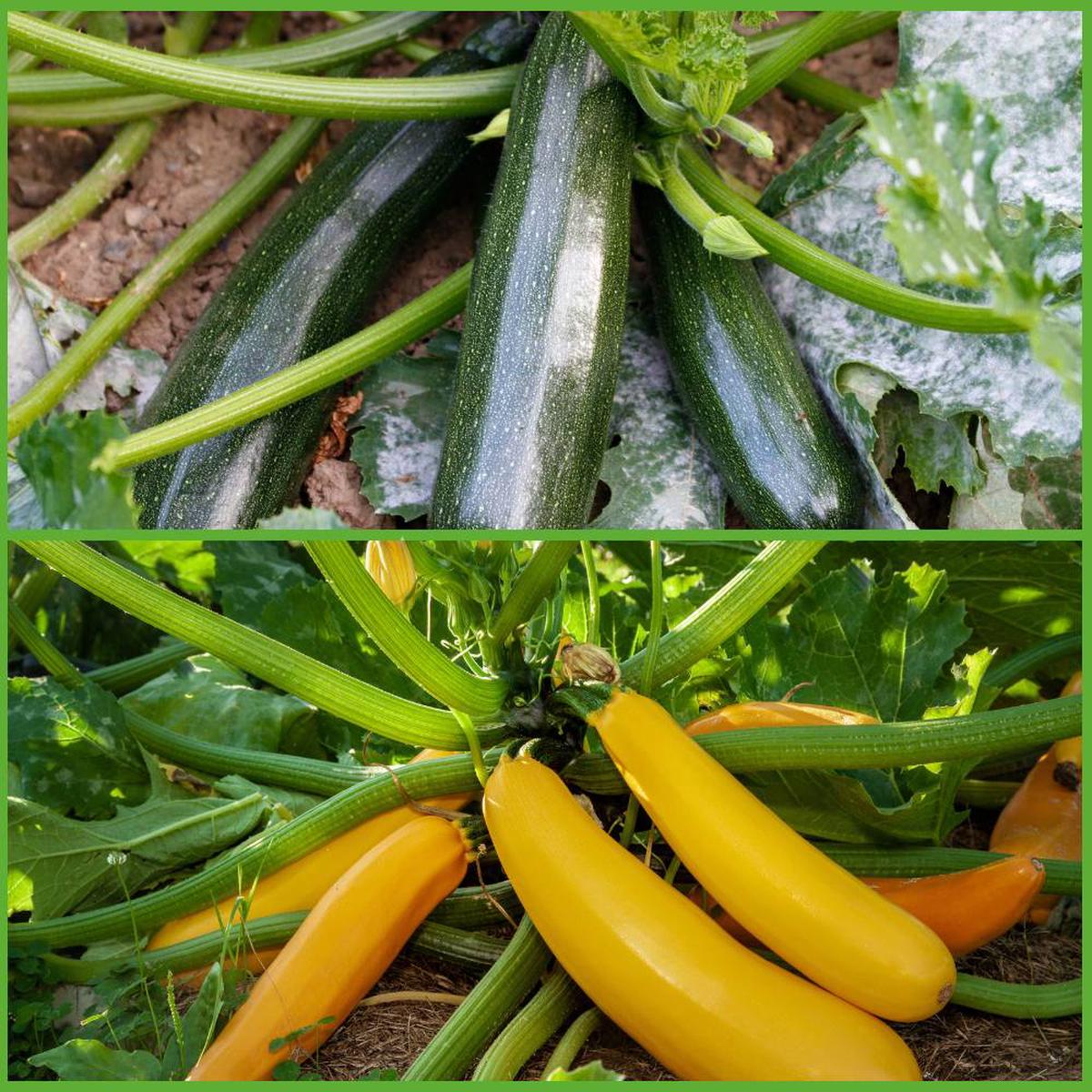Zucchini Squash Seed Collection for Planting  Heirloom, Non-GMO, Summer Variety, High Yield