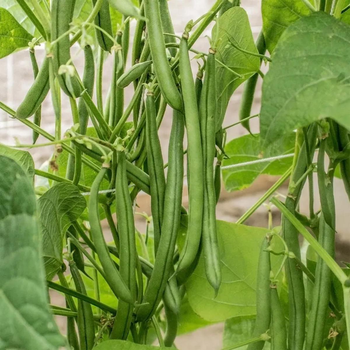 Algarve French Climbing Bean Seeds | High-Yield Pole Beans for Gourmet Cooking  Heirloom, Non-GMO, High Germination Organic Garden Seeds