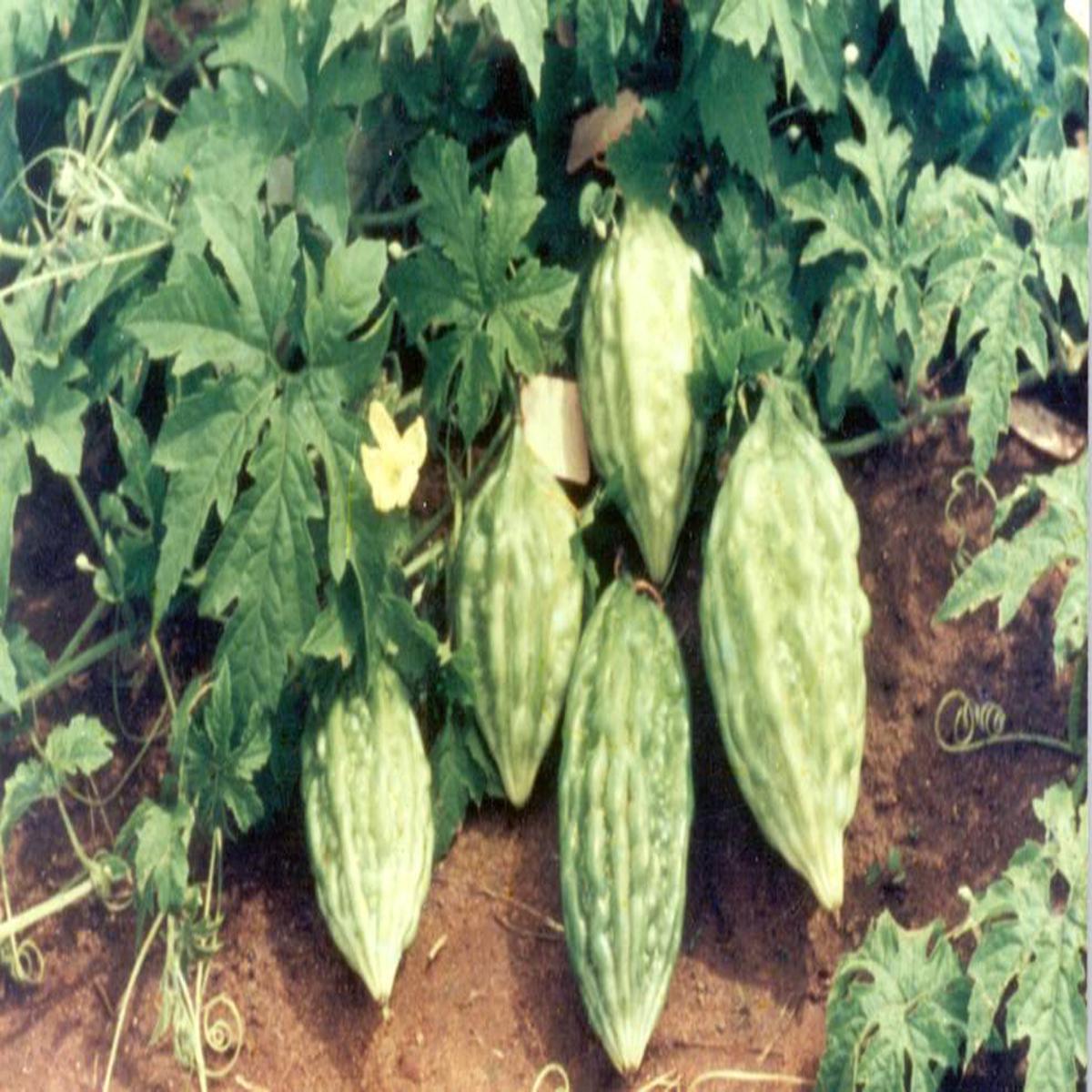 Arka Harit Bitter Gourd Seeds for Planting Heirloom & Non-GMO, High Germination Organic Garden Seeds