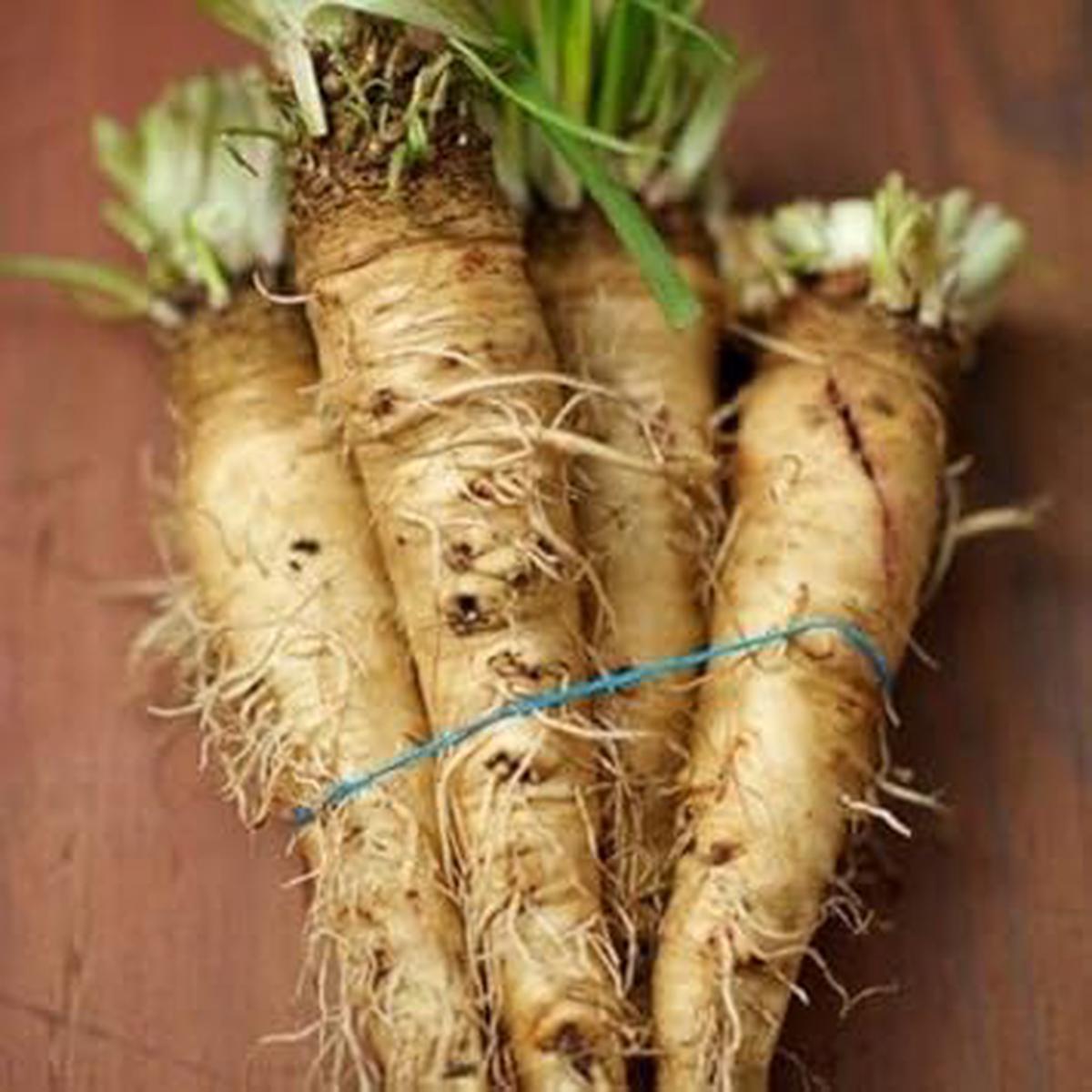 Cream Mammoth Sandwich Vegetable Seeds for Planting Heirloom & Non-GMO Garden Seeds