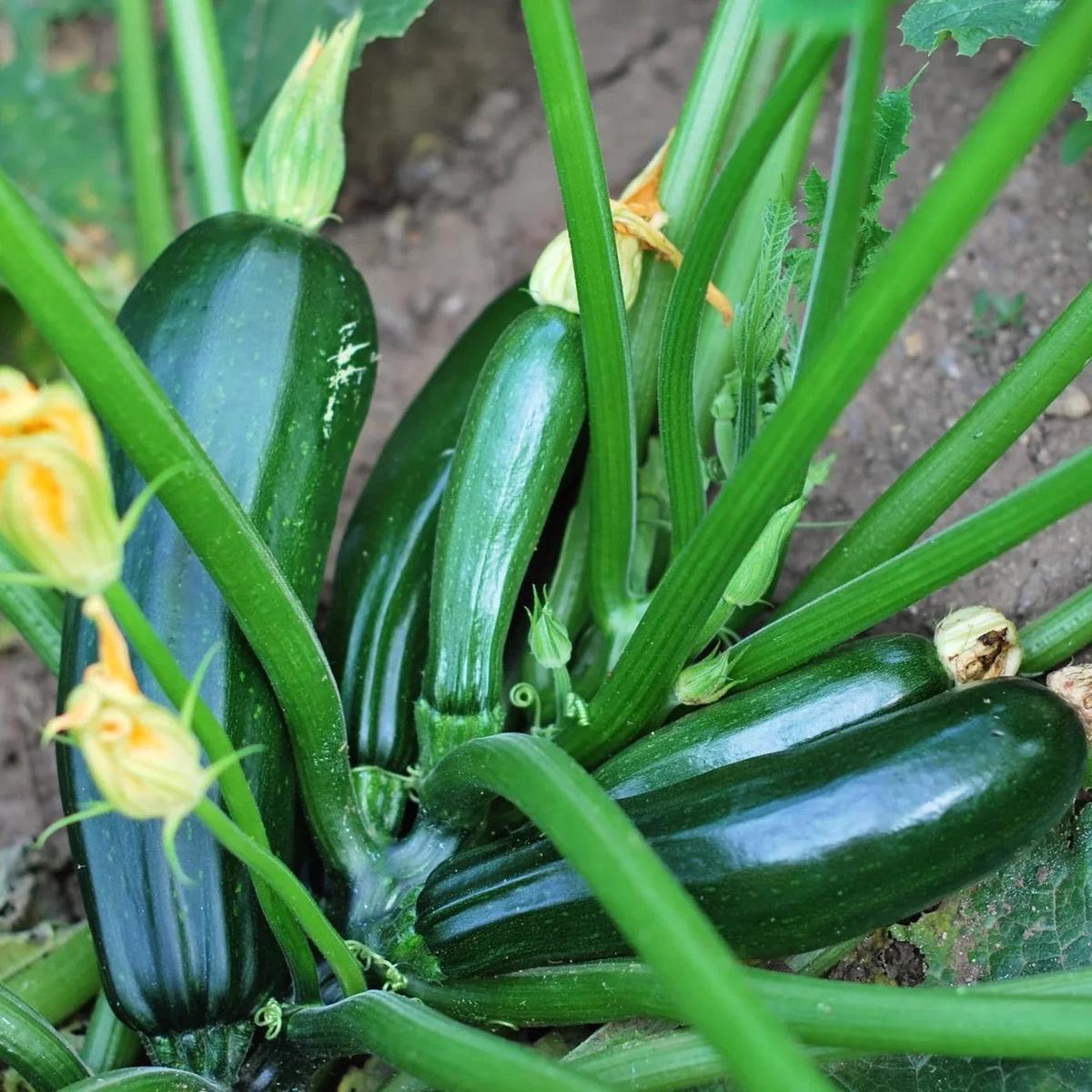 Zucchini Seeds for Planting Heirloom, Non-GMO, Fast-Growing Summer Vegetable High Germination