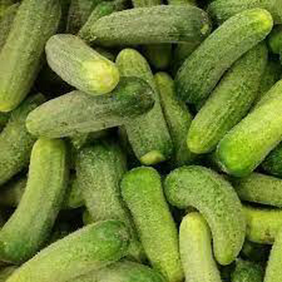 Seedboy Organic Cucumber Seeds for Planting Heirloom, Non-GMO, Edible, Annual