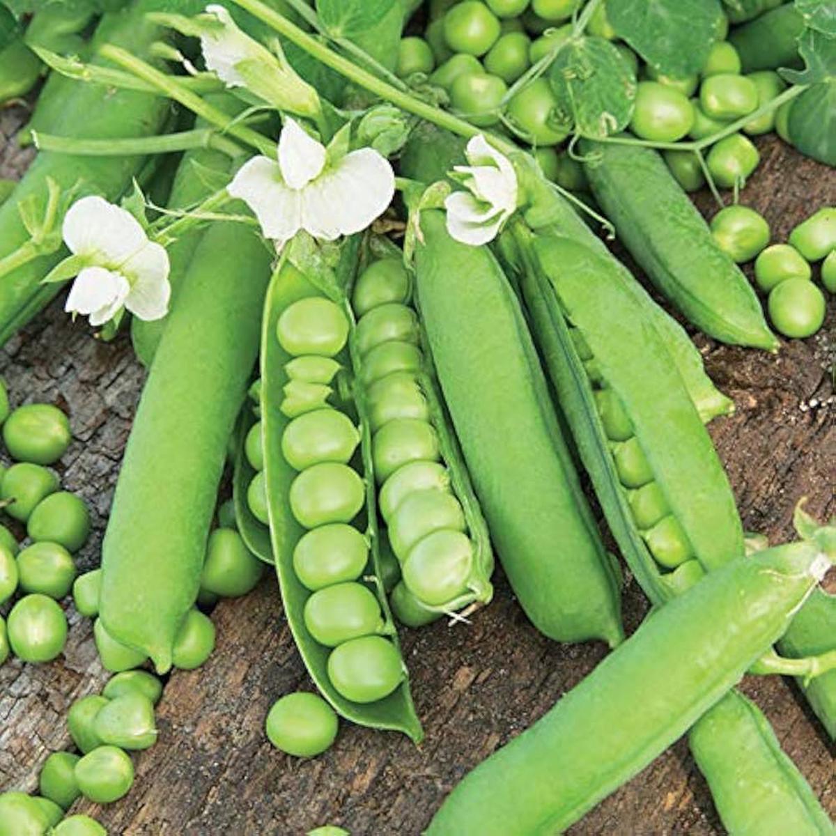 Zipper Cream Pea Pisum sativum Seeds for Planting in Vegetable Patch