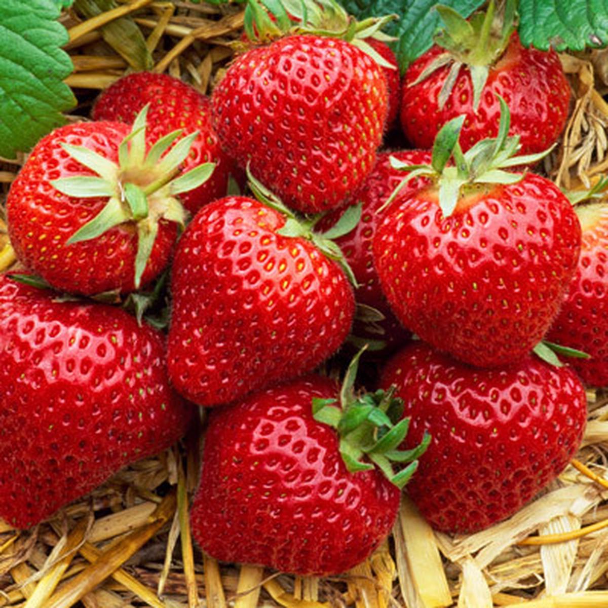 Albion Strawberry Fruit Seeds for Planting High-Yield, Sweet Berries, Heirloom, High Germination, Non-GMO Organic Garden Seeds
