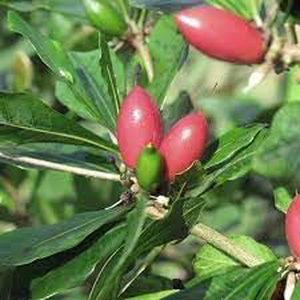 Ginkgo biloba Fruit Seeds for Planting Heirloom, High Germination, Non-GMO Organic Garden Seeds for Ancient Trees