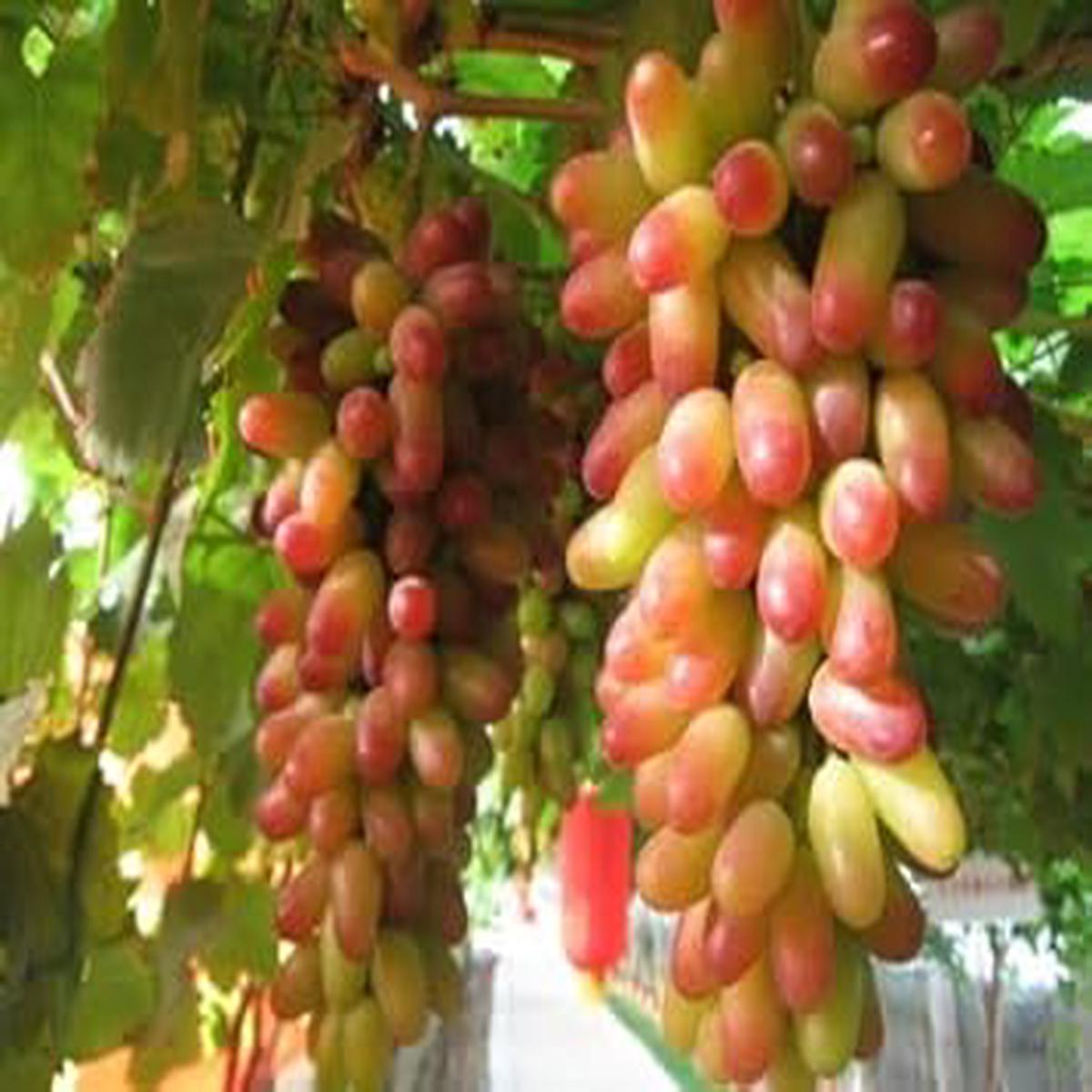 Grape Fruit Seeds for Planting  Grow Lush Vines with Sweet Fruits, Heirloom & Non-GMO, High Germination