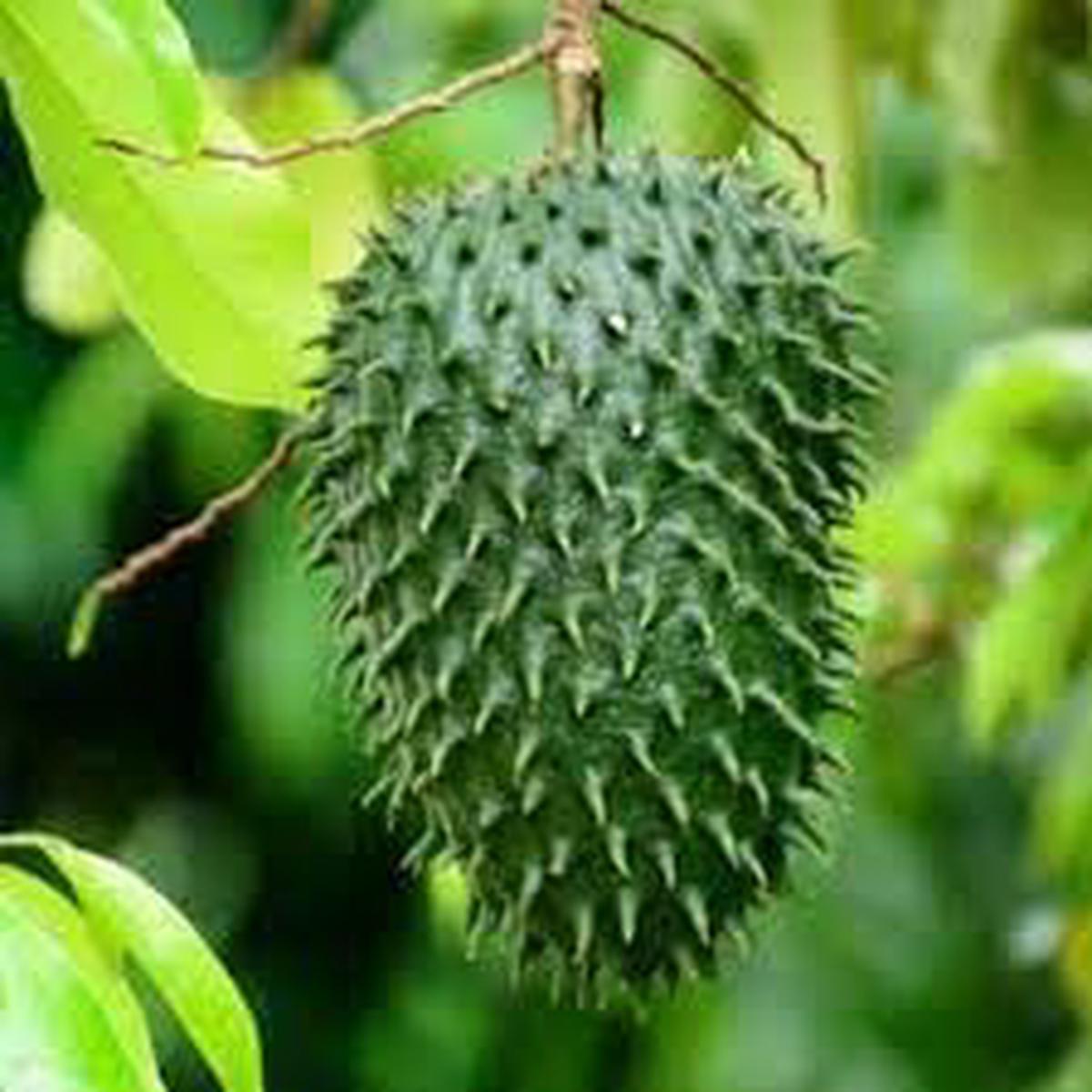 Guanabana Fruit Seeds  Grow Tropical Soursop for Exotic Delight