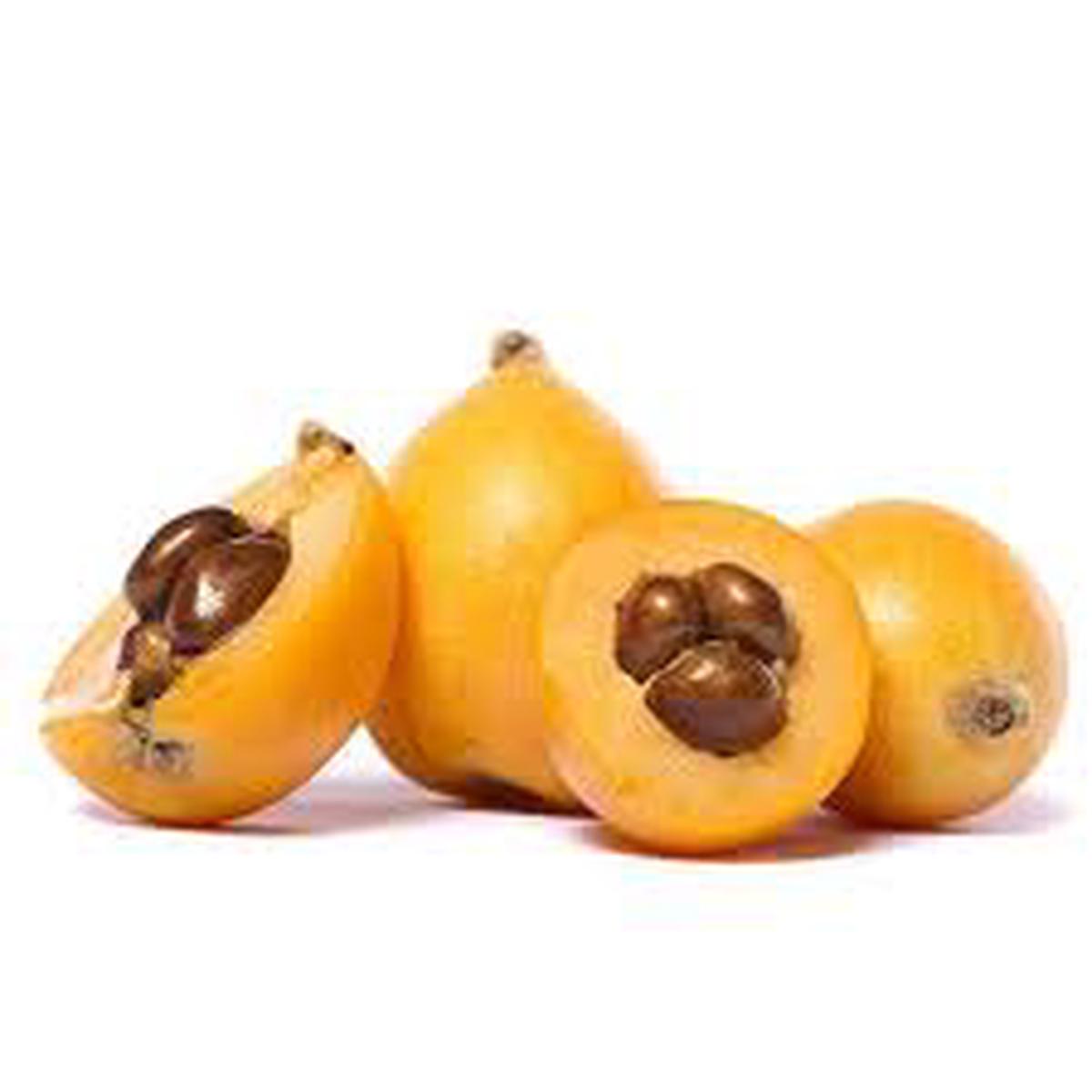 Heirloom Gold Nugget Loquat Fruit Seeds for Planting Non-GMO, High Germination Organic Garden Seeds for Sweet, Juicy Fruit Trees