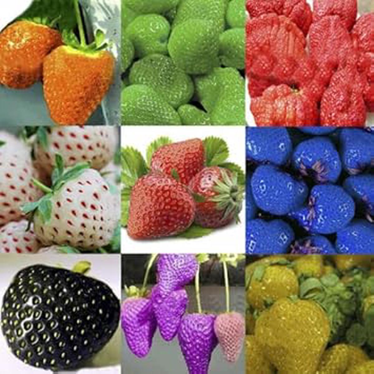 Heirloom Mixed Strawberry Fruit Seeds for Planting  Grow Sweet, Colorful Berry Varieties, Non-GMO, High Germination Seeds