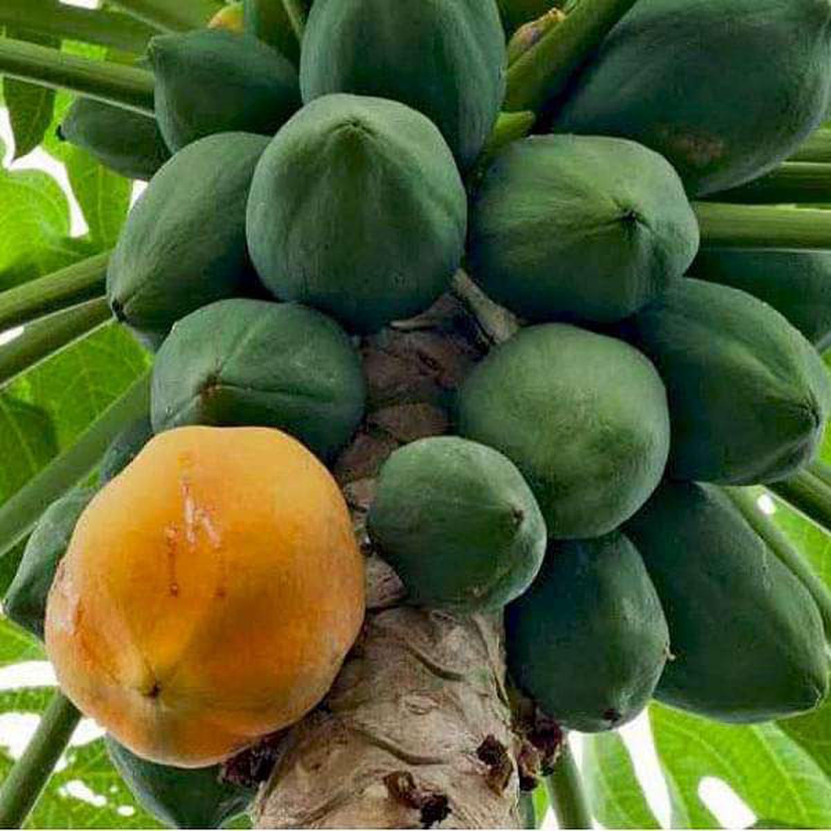 Honey Dew Papaya Fruit Seeds Large, Aromatic Heirloom & Non-GMO Hybrid Seeds for Home Garden Planting