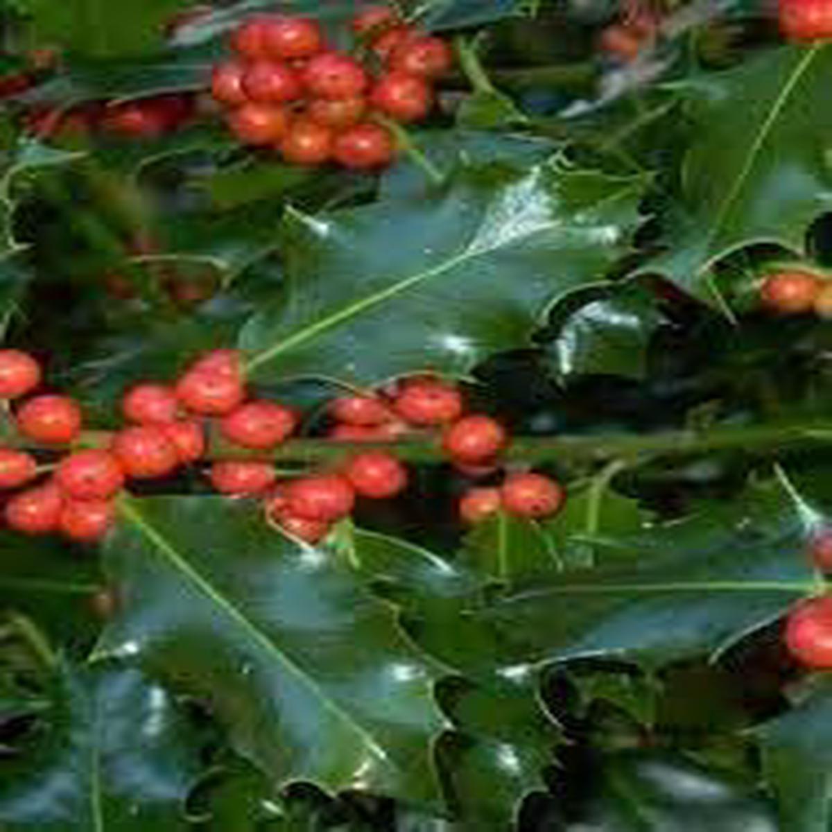 Ilex Aquifolium (English Holly) Seeds for Planting  Bonsai & Ornamental Gardens, Heirloom & Non-GMO