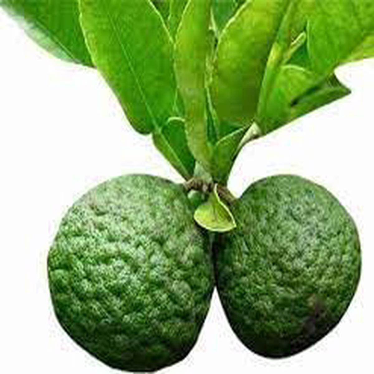 Kaffir Lime Fruit Seeds for Planting  Aromatic Citrus for Culinary Use, Heirloom & Non-GMO, High Germination