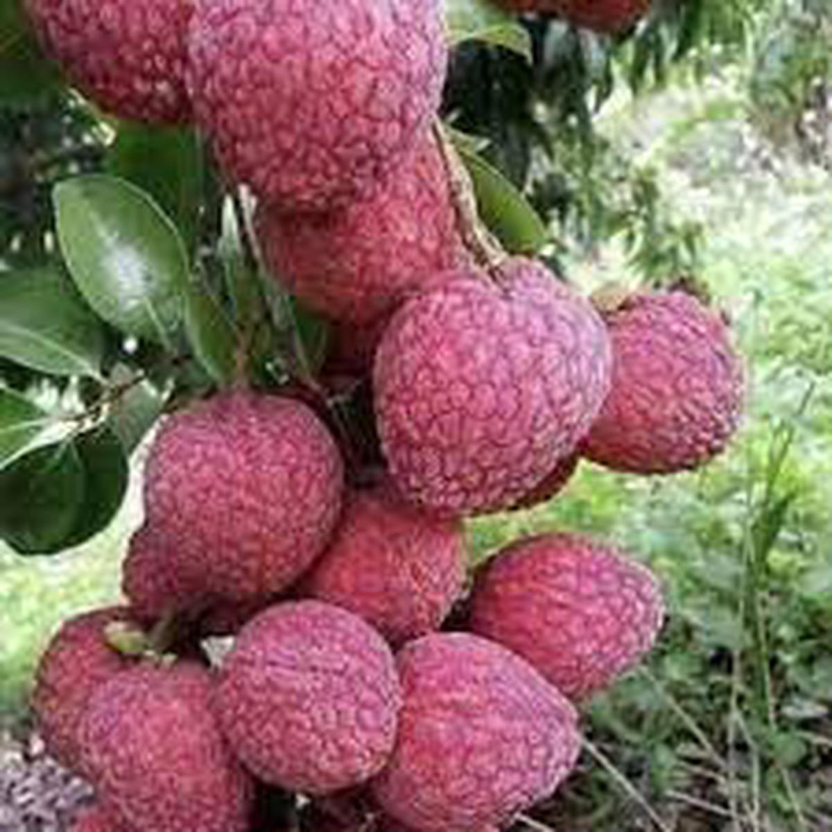 No Mai Tsze Lychee Fruit Seeds for Planting  Grow Sweet Tropical Lychee Trees, Heirloom & Non-GMO Seeds