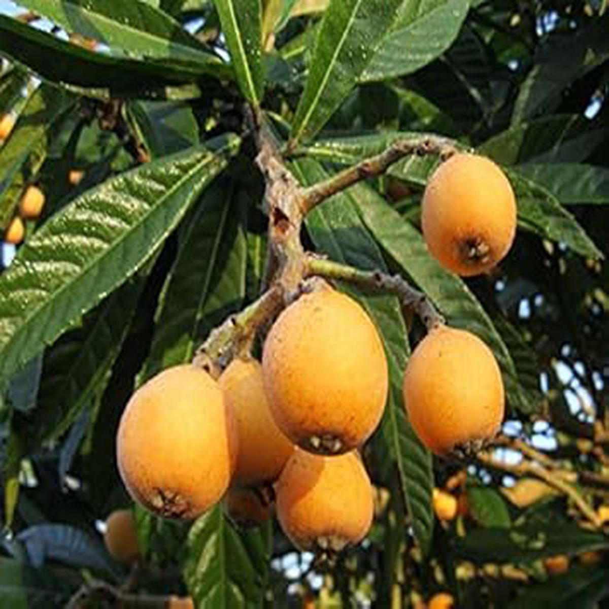 Orange Loquat Medlar Fruit Tree Seeds for Planting Hardy Tree for Sweet, Tangy Fruits, Heirloom & Non-GMO Seeds