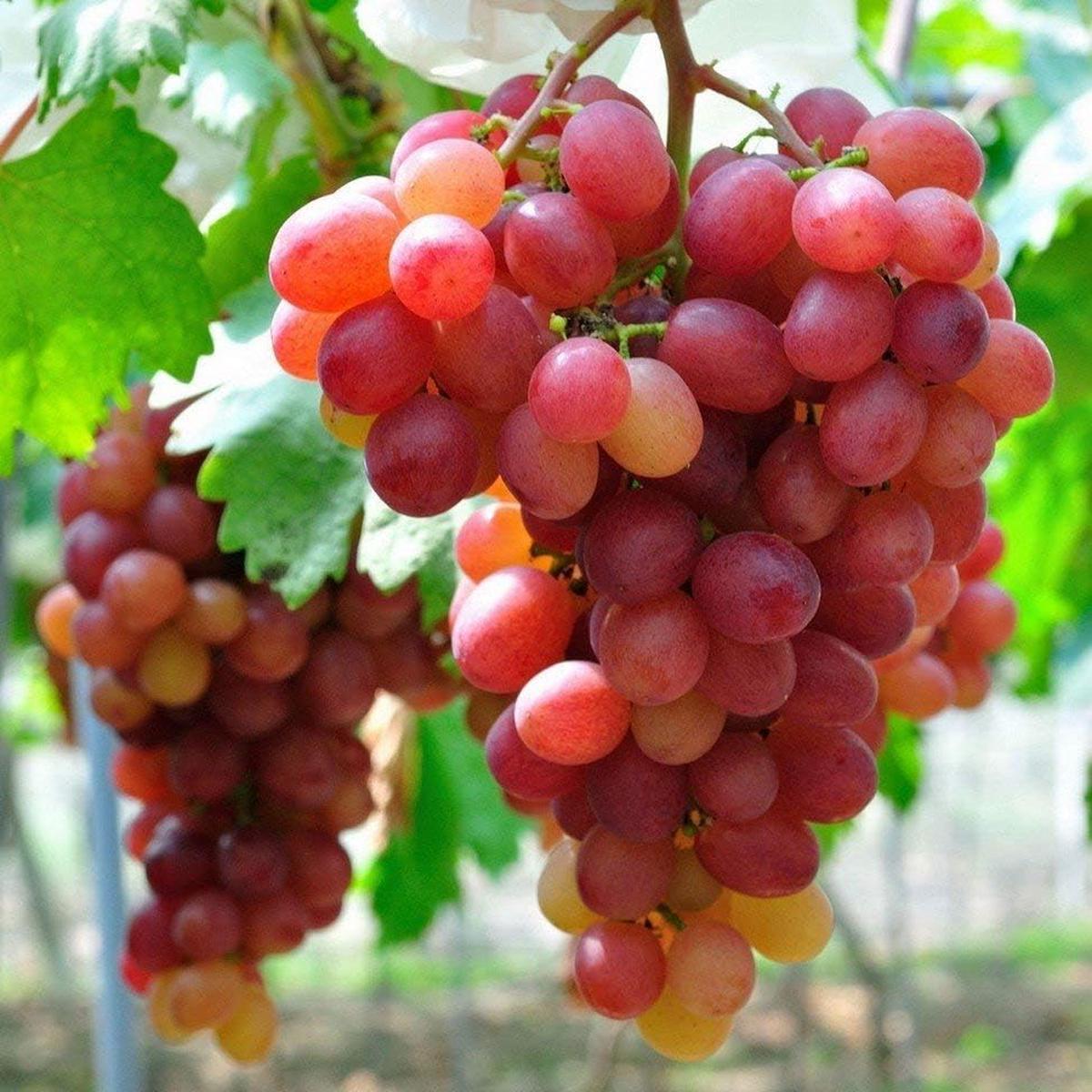 Red Grape Fruit Seeds for Planting  Grow Fresh Grapes & Your Own Vineyard, Heirloom & Non-GMO Seeds