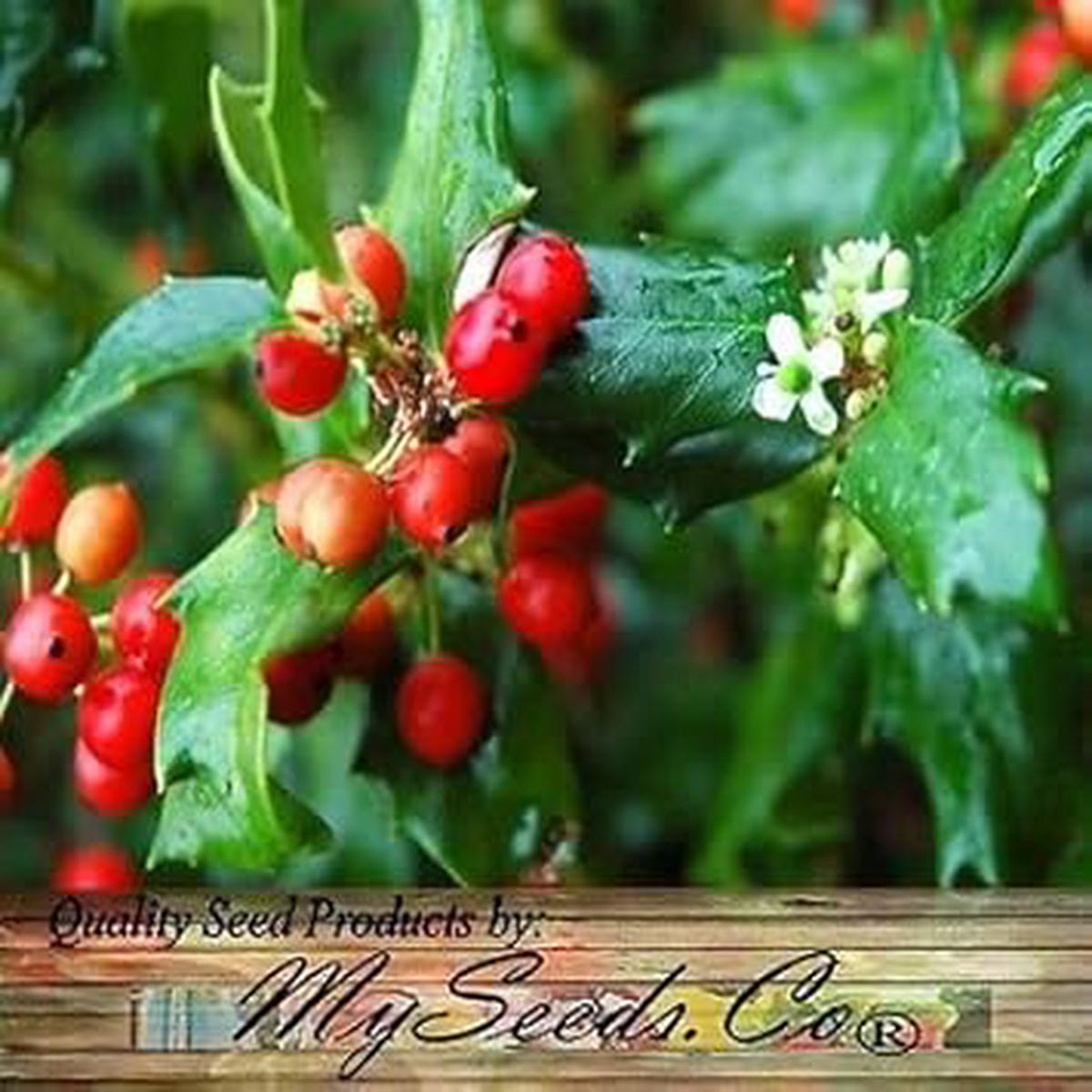 Red Ilex Opaca Plant Seeds for Planting | Heirloom Non-GMO Organic Seeds for Hardy, Ornamental Shrubs